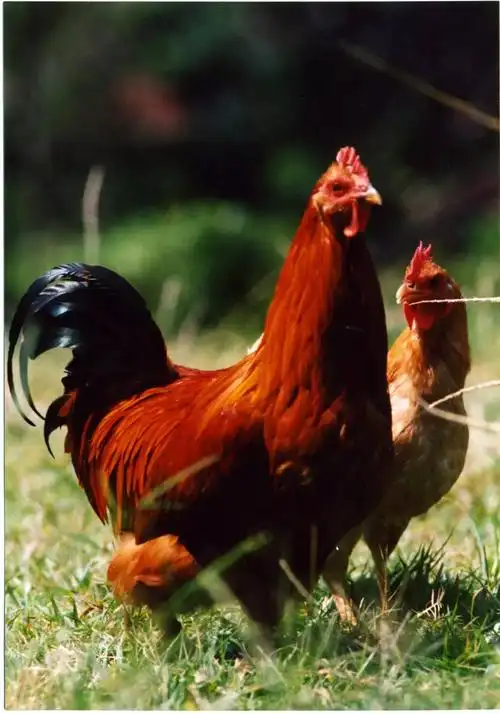 世界五大名鸡之一"河田鸡"