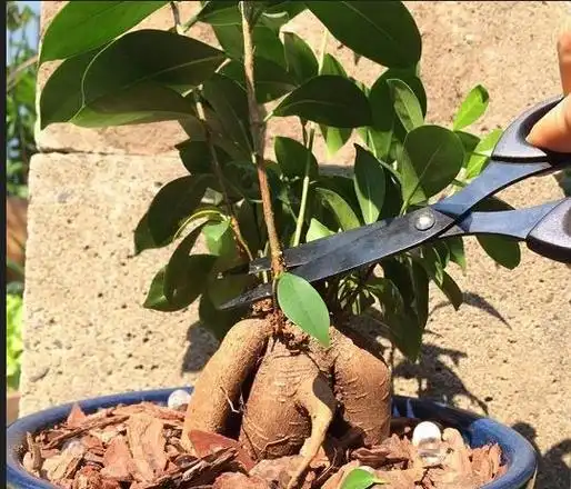 榕树盆景修剪要摘心打顶,合理摘芽,适当截短,定期修枝,适当疏剪,换盆