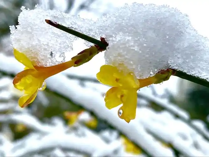 2021年2月25日北方又一次下雪,喜欢雪花飘飘的感觉