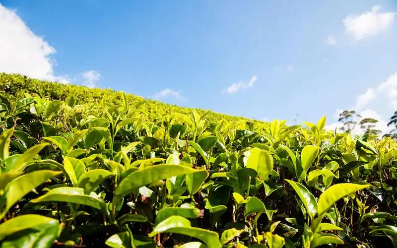 斯里兰卡锡兰茶园绿色风景图片壁纸
