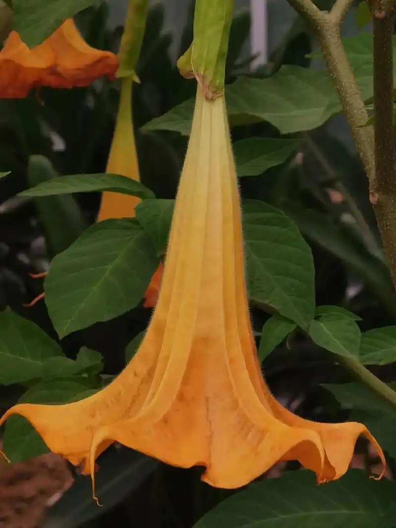 木本曼陀罗 别名大花曼陀罗,茄科木曼陀罗属小乔木,高2米余.茎粗壮