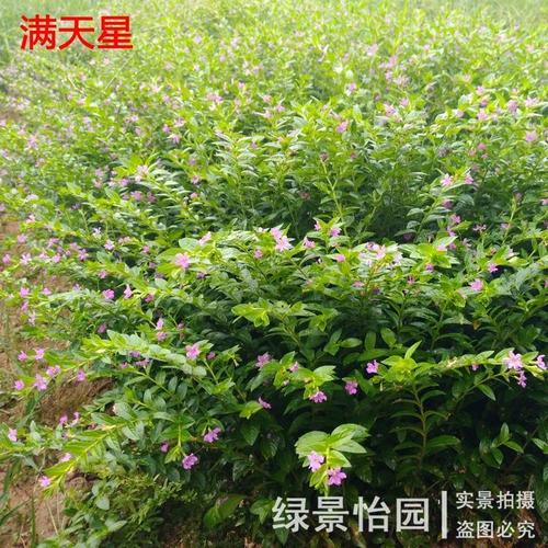 四季开花满天星 红花满天星花期长红花满天星扦插小苗100棵包邮