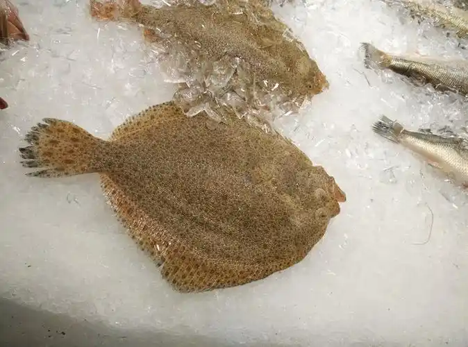 蒸多宝鱼 多宝鱼是保险公司吗