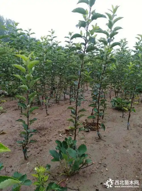 2年苹果苗价格2年苹果苗多少钱一棵