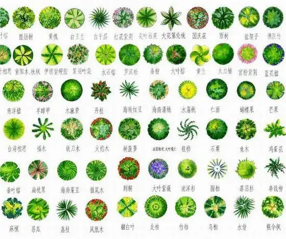 园林植物平面图图例
