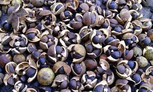 茶籽壳煎水喝有什么好处