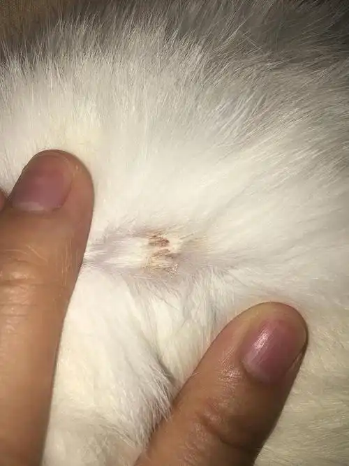 【讨论】猫咪身上有一个结痂,看起来不像猫藓