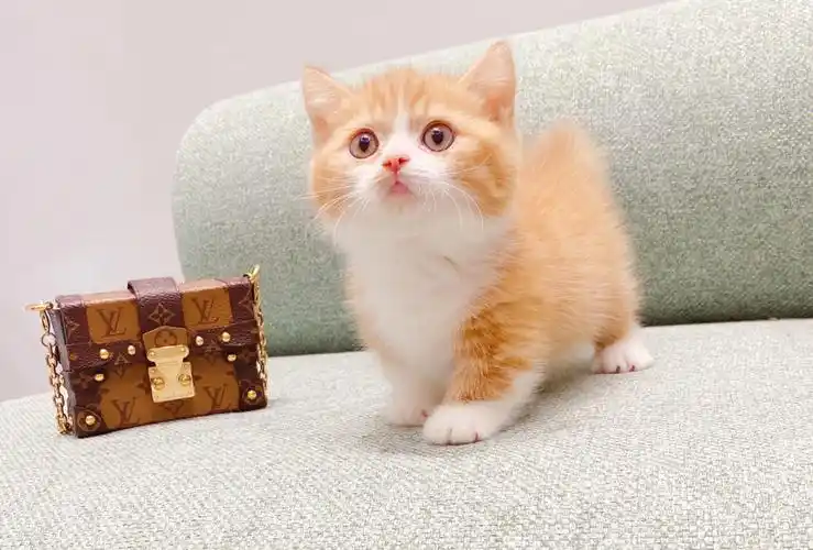 矮脚猫橘白曼基康