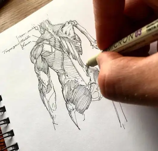 人体肌肉分布结构钢笔插画