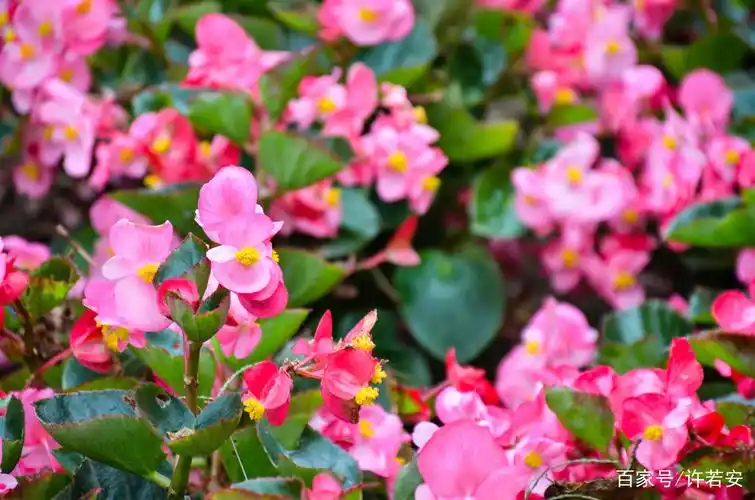 广州百万葵园冬日的薰衣草与大花海棠