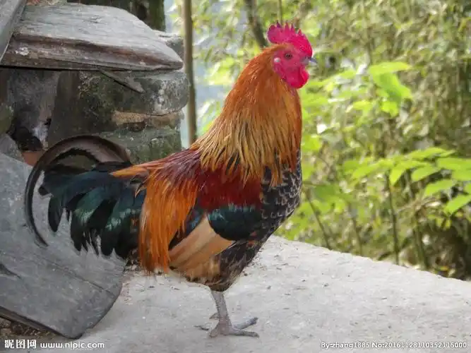 大公鸡实拍土鸡图片