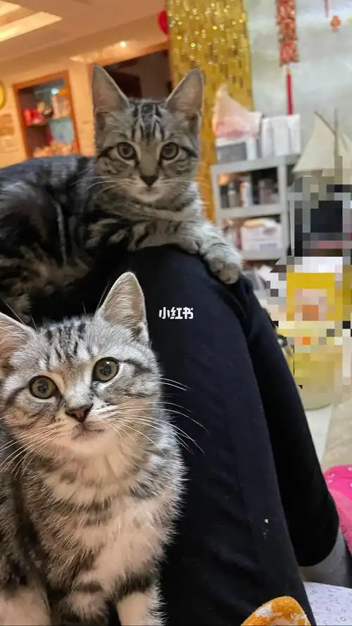 美短77狸花两小只串串