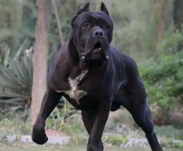 卡斯罗犬的优点和缺点(卡斯罗惨遭嫌弃的原因)