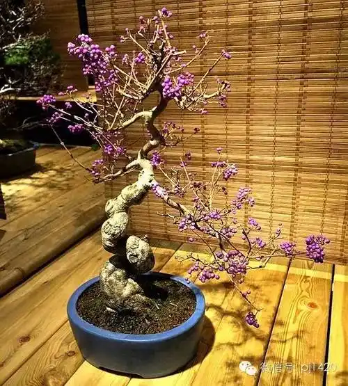 紫珠盆景的春季播种与盆景造型