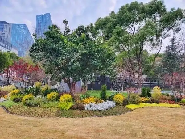 武汉城市绿化上新花园路口可实现三季有花四季有景