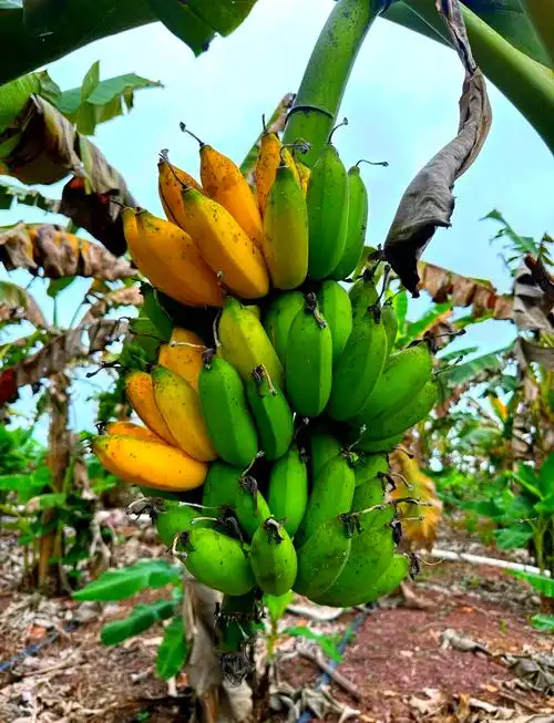 90在海南热带雨林的深处,隐藏着一种美味的果实——野生芭蕉.