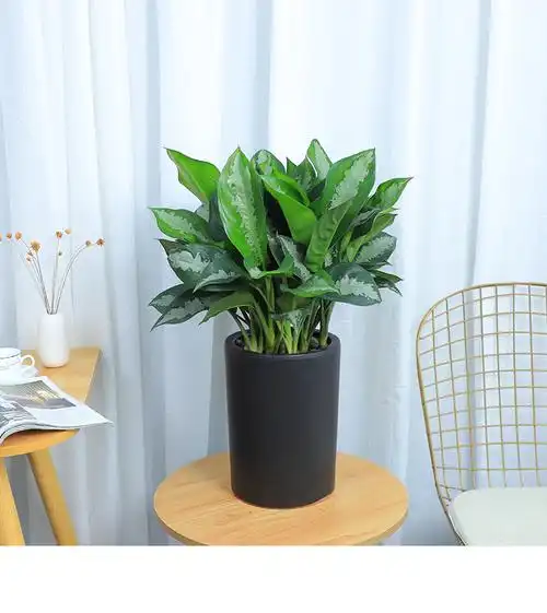 雅丽皇后花叶万年青盆栽植物吸甲醛净化空气好养易活办公室