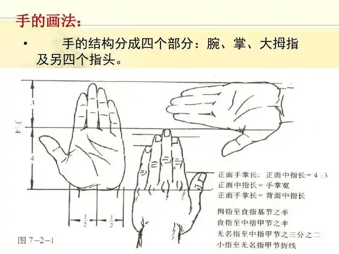 手的画法:   手的结构分成四个部分:腕,掌,大拇指 及另四个指头.