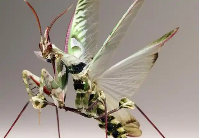 螳螂品种有:中华大刀螳,狭翅大刀螳,广斧螳螂,棕静螳,薄翅螳螂,刺花