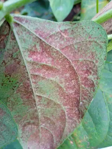 老师你好图片中的豇豆病叶是什么病