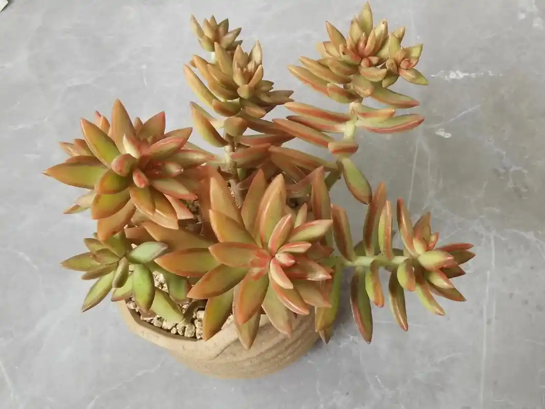 多肉 #红日 上盆了  真是绝绝子  太爱了 - 抖音