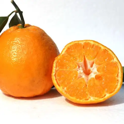 四川高山纯甜春见耙耙柑粑粑柑非不知火丑橘新鲜水果2/5/8斤包邮