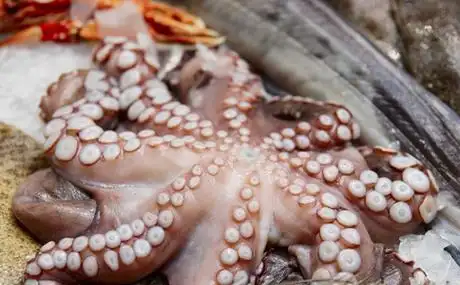 章鱼鱿鱼乌贼并非同一种鱼 有5大区别