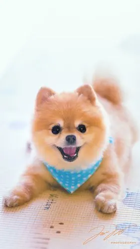 cute dog