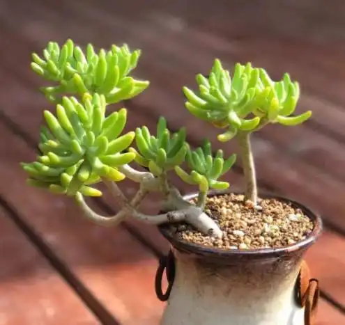 多肉八千代如何养护挺拔又水润?教你3个小妙招,八千代光滑靓丽