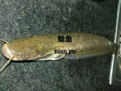 梭边鱼和鲶鱼有什么区别