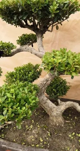 名优特色产品小叶瓜子黄杨小叶黄杨盆景制作黄杨木苗养护