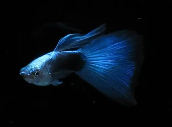 金属蓝尾礼服孔雀鱼 观赏热带鱼 宠物小型活体鱼 台系水族精品