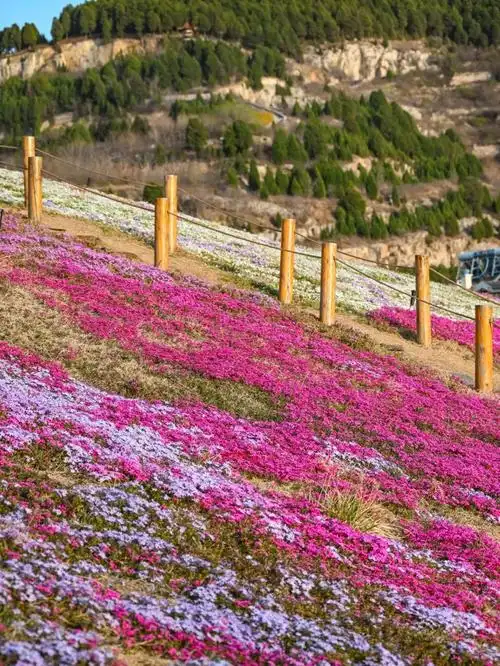 你期待的福禄考已经花开成海!快来济南打卡!