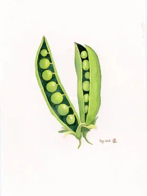不透明水彩手绘豌豆