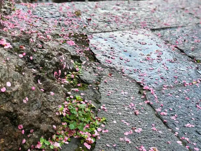 雨打花落,花瓣雨