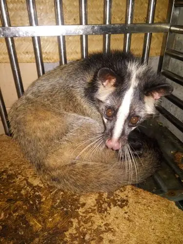 野生动物名单确定,曾经被炒得沸沸扬扬的果子狸将摘掉"非典元凶"的