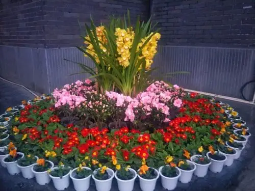 节气园区的草花布置