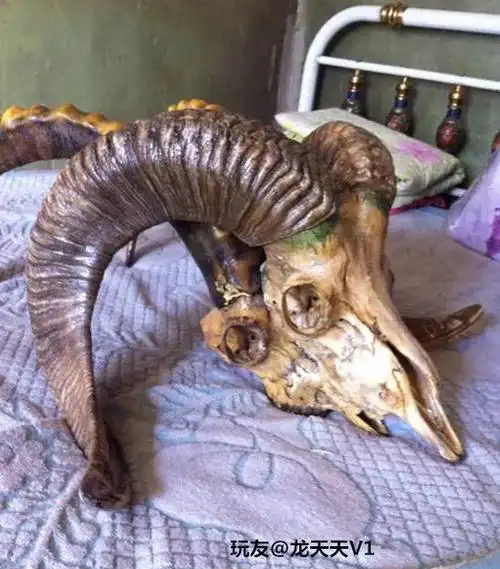 我特么菜市场拎回俩羊角这也盘上了