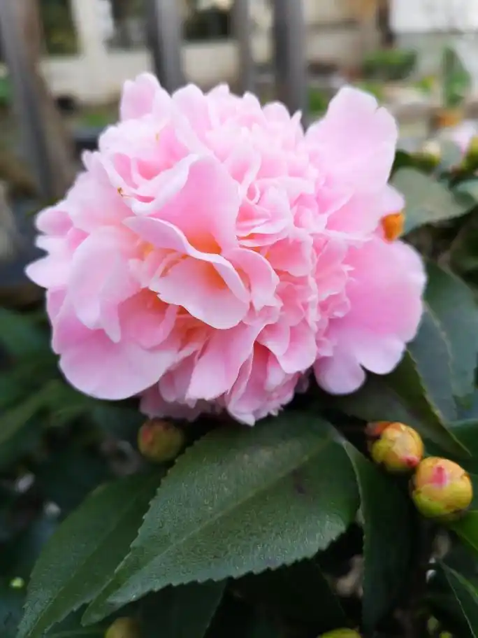 茶花-香妃在羞答答的开