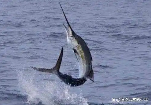 嘴巴很长的鱼叫什么