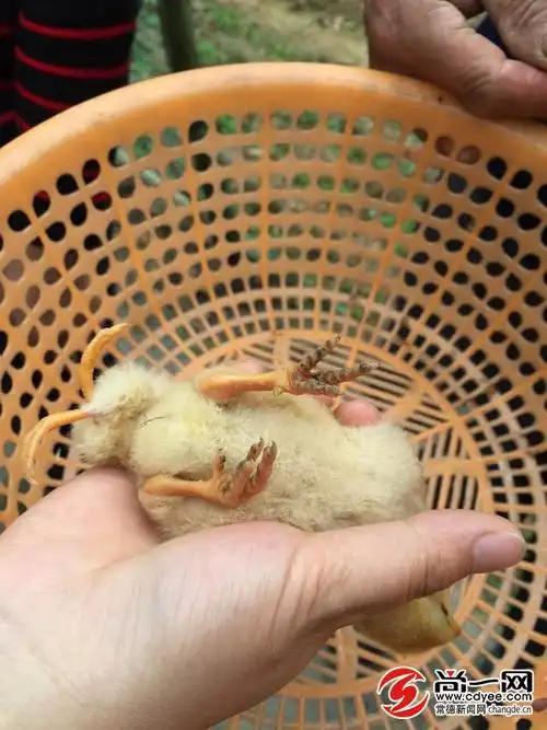 四条腿小鸡. 尚一网记者熊佳摄连日来,罗隆进家来客络绎不绝.