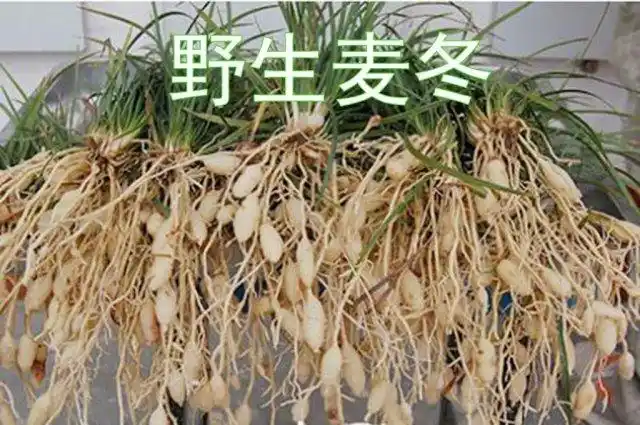 麦冬与石斛泡水喝的功效与作用