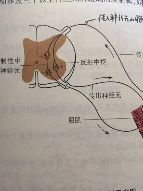 膝反射示意图中的加号和减号表示什么