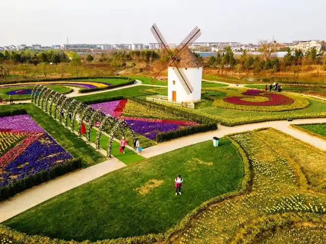 湖北金卉庄园樱花粉嫩枝头春风吹面温柔郁金香美不胜收