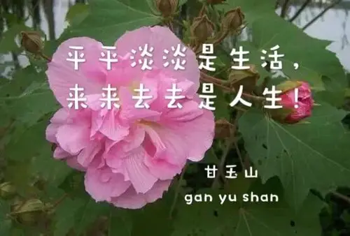 平平淡淡是生活,来来去去是人生!