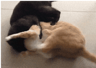 猫脑袋和猫腿打架谁是受害者