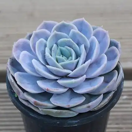 这些蓝色系多肉,简直像天使身边的小精灵,太美了__凤凰网