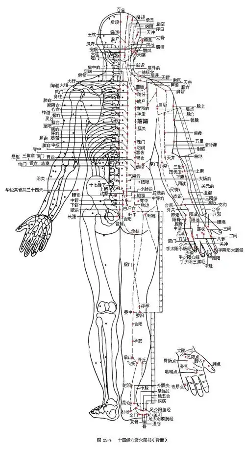 中国保健按摩网十四经穴图背面