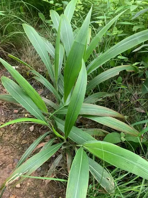 孔目江湿地公园 棕叶狗尾草