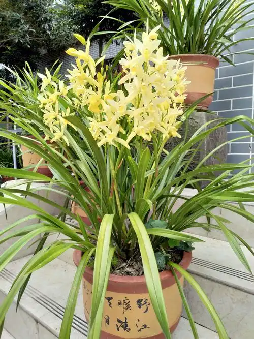 这是兰草(黄金素)